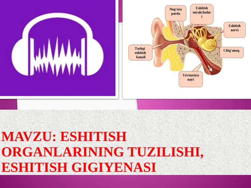 Eshitish organlarining tuzilishi, eshitish gigiyenasi
