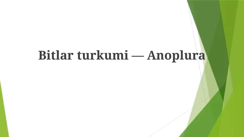 Bitlarturkumi—Anoplura