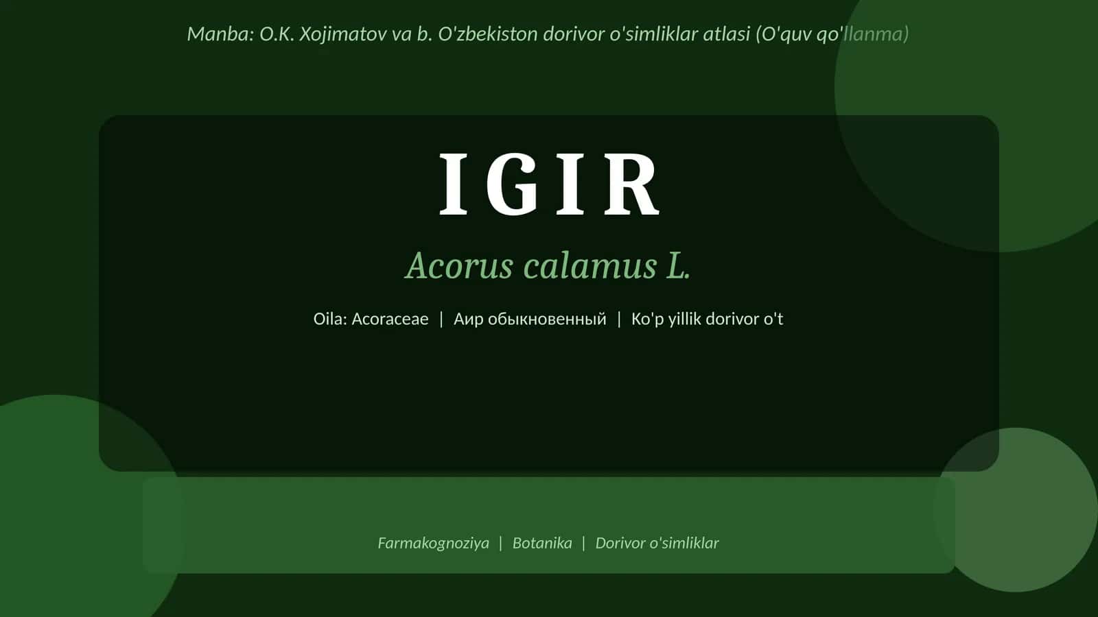 Igir-Acorus calamus O'zbekiston dorivor o'simliklar atlasi