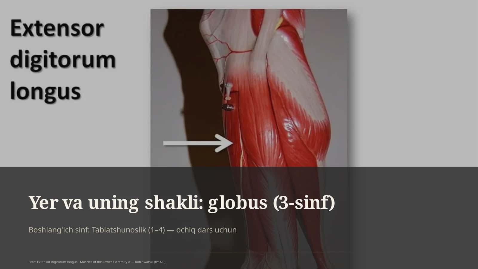Globus (3-sinf)