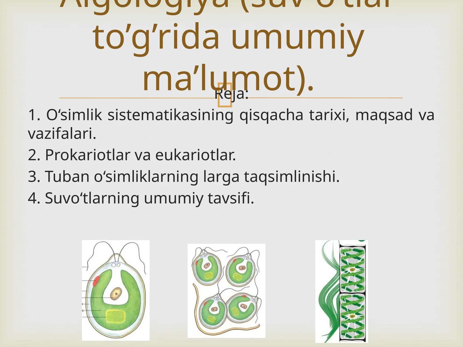 O‘simlik sistemasi
