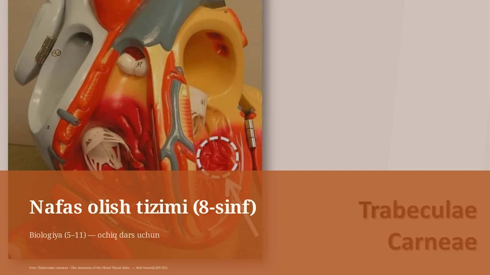 Nafas olish tizimi (8-sinf)