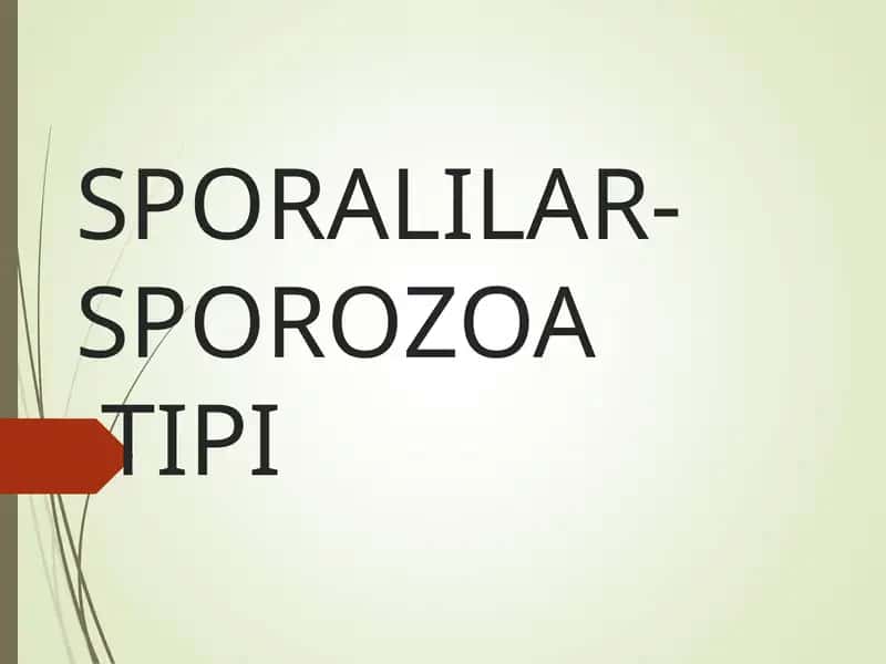 SPORALILAR-SPOROZOATIPI