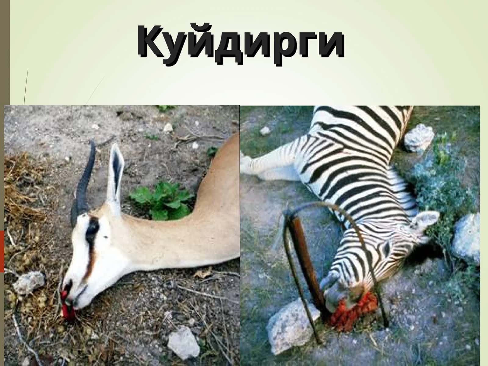 Куйдирги
