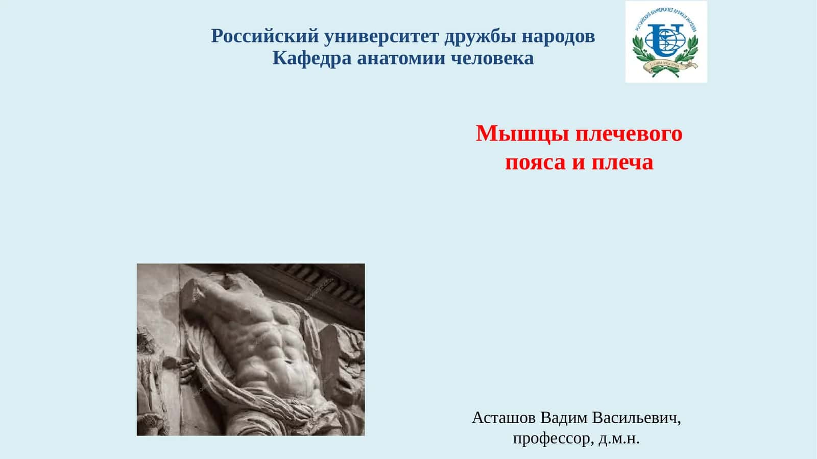 Мышцы плечевого пояса и плеча