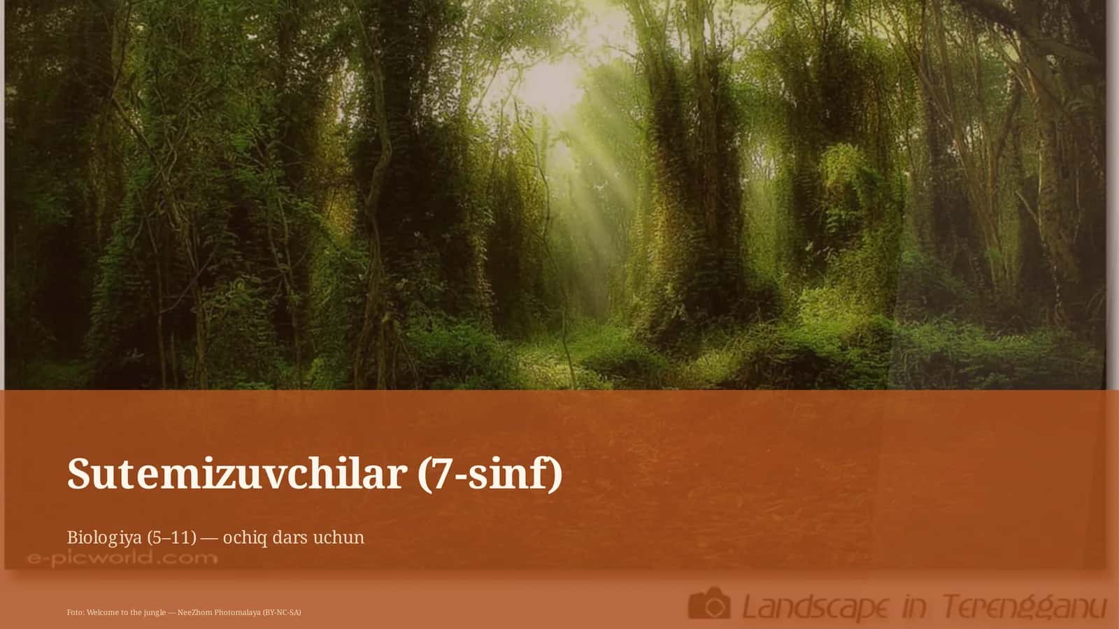 Sutemizuvchilar (7-sinf)