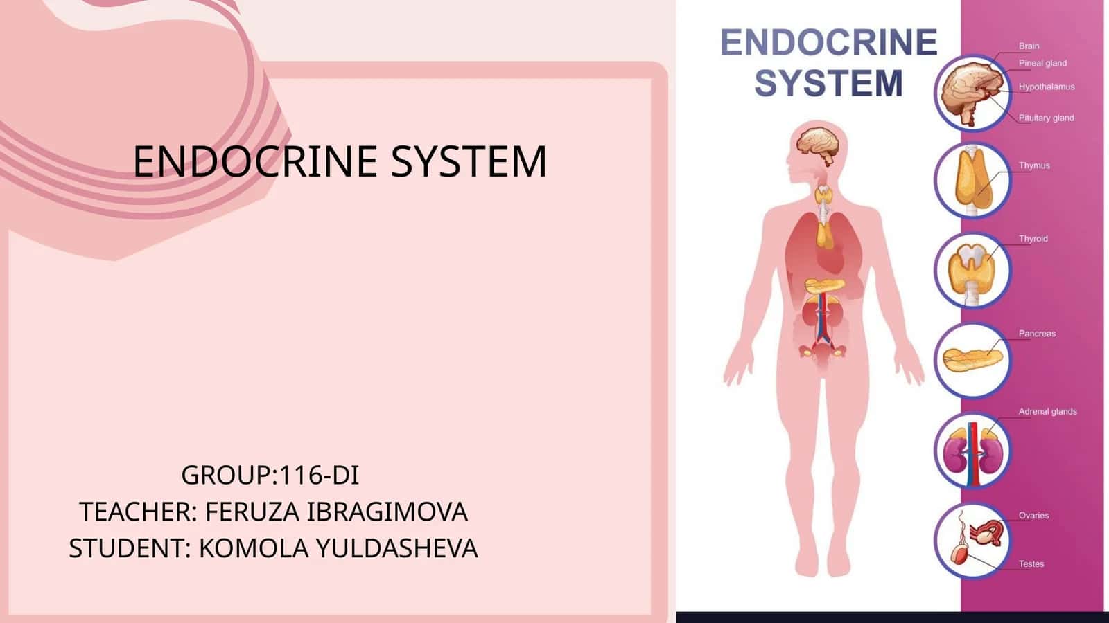 ENDOCRINE SYSTEM