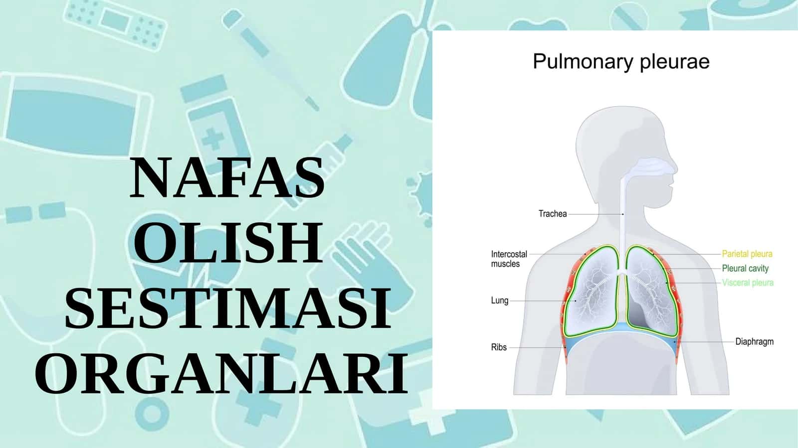 NAFAS OLISH SESTIMASI ORGANLARI