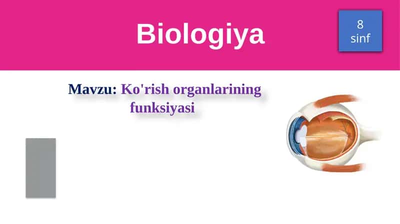 Ko'zning funksiyasi