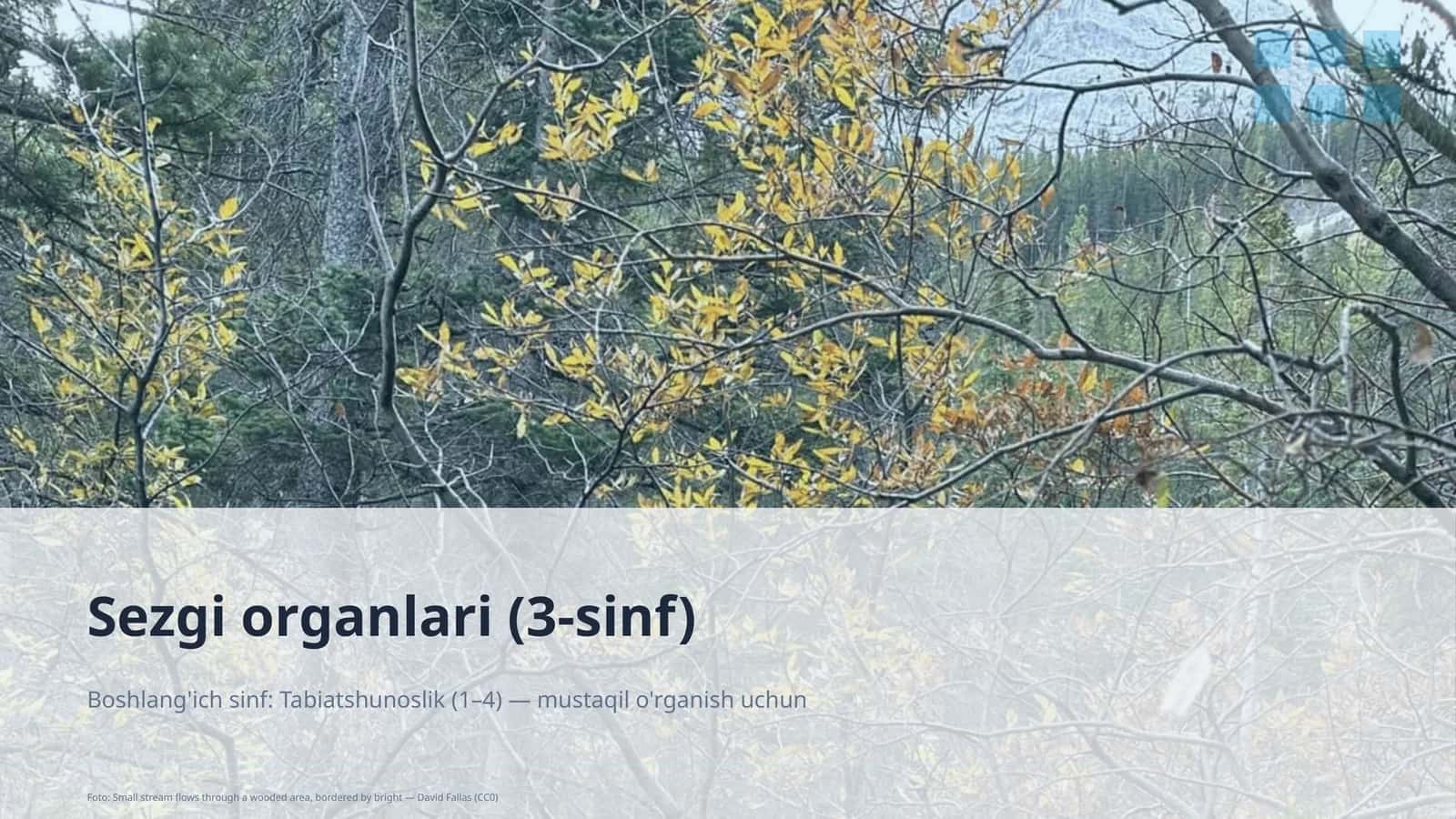 Sezgi organlari (3-sinf)