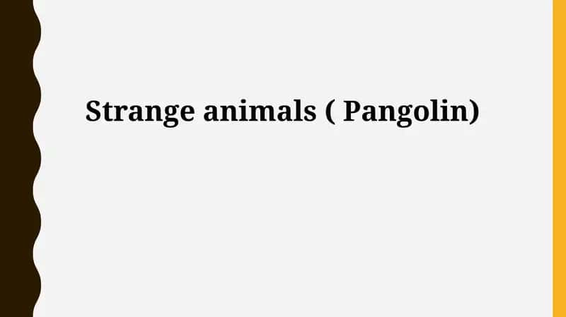 Pangolin