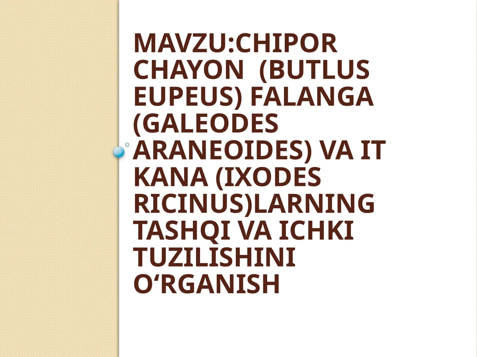 Chiporchayon (butlus eupeus), Falanga (Galeodes araneoides) va It kana (ixodes ricinus) tashqiva ichki tuzilishini o‘rganish