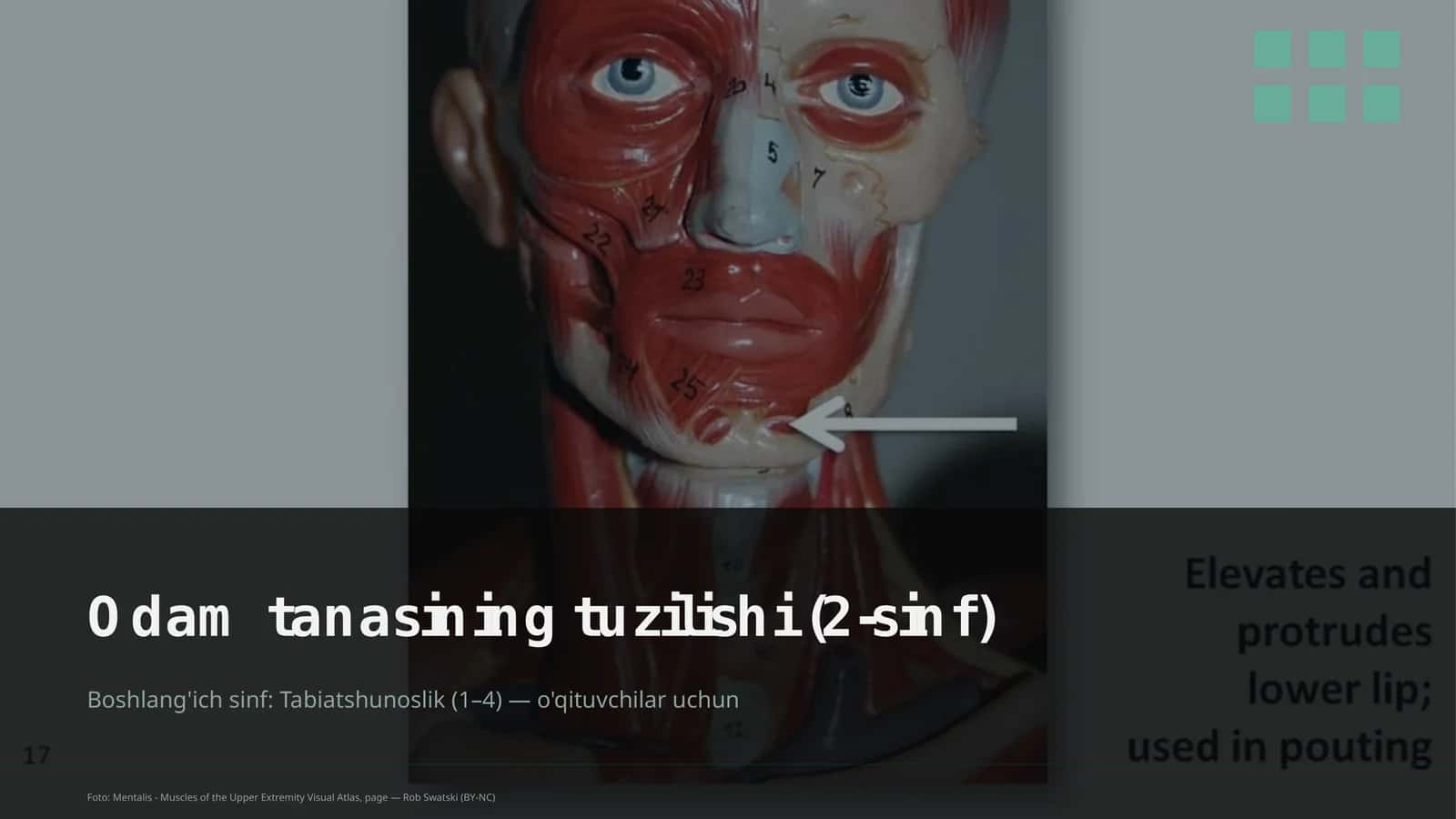 Odam tanasining tuzilishi (2-sinf)