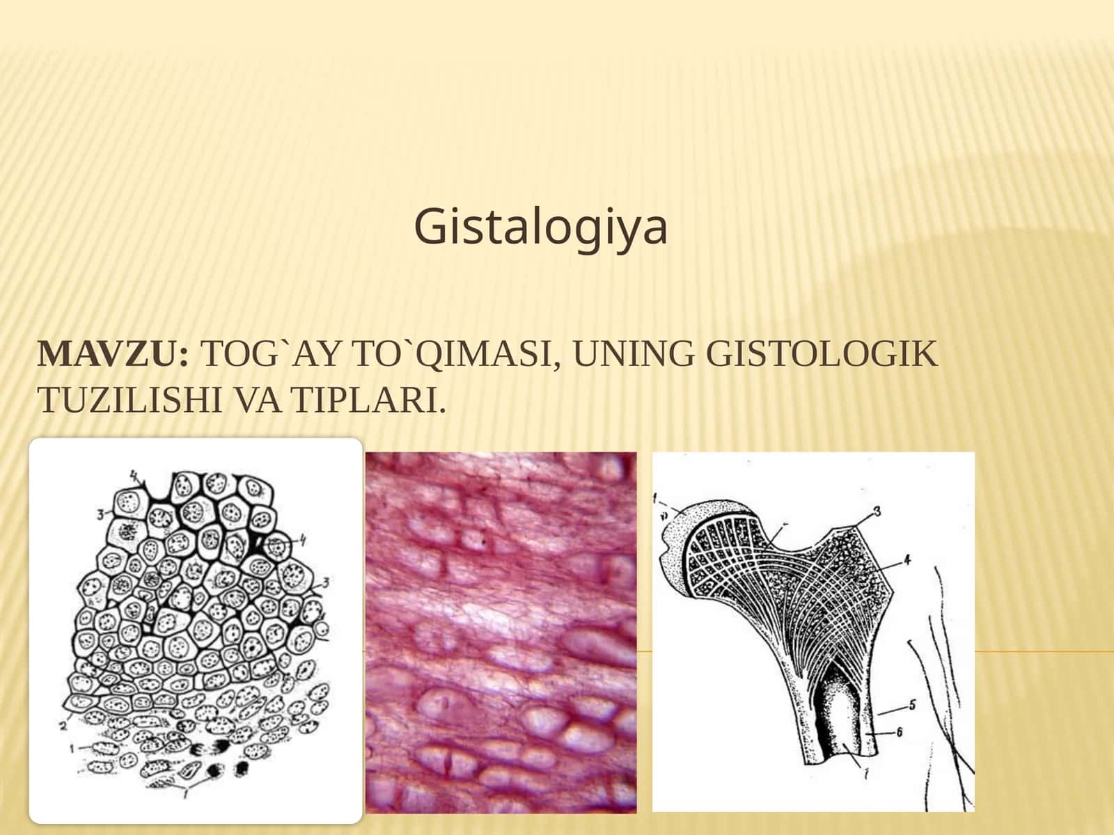 Tog`ay to`qimasi, uning gistologik tuzilishi va tiplari