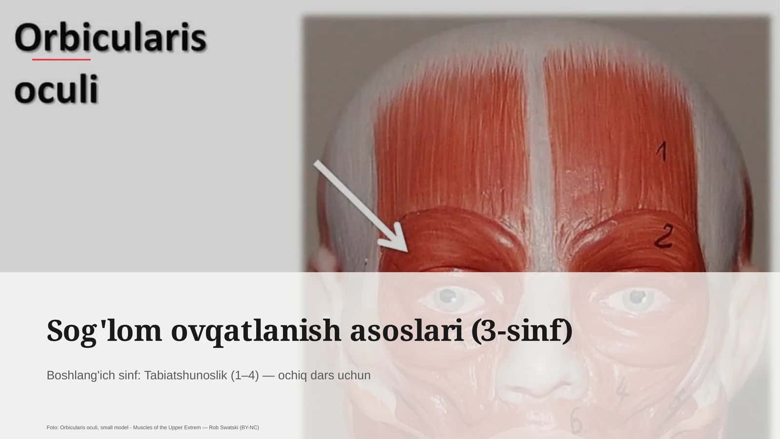 Sog'lom ovqatlanish asoslari (3-sinf)