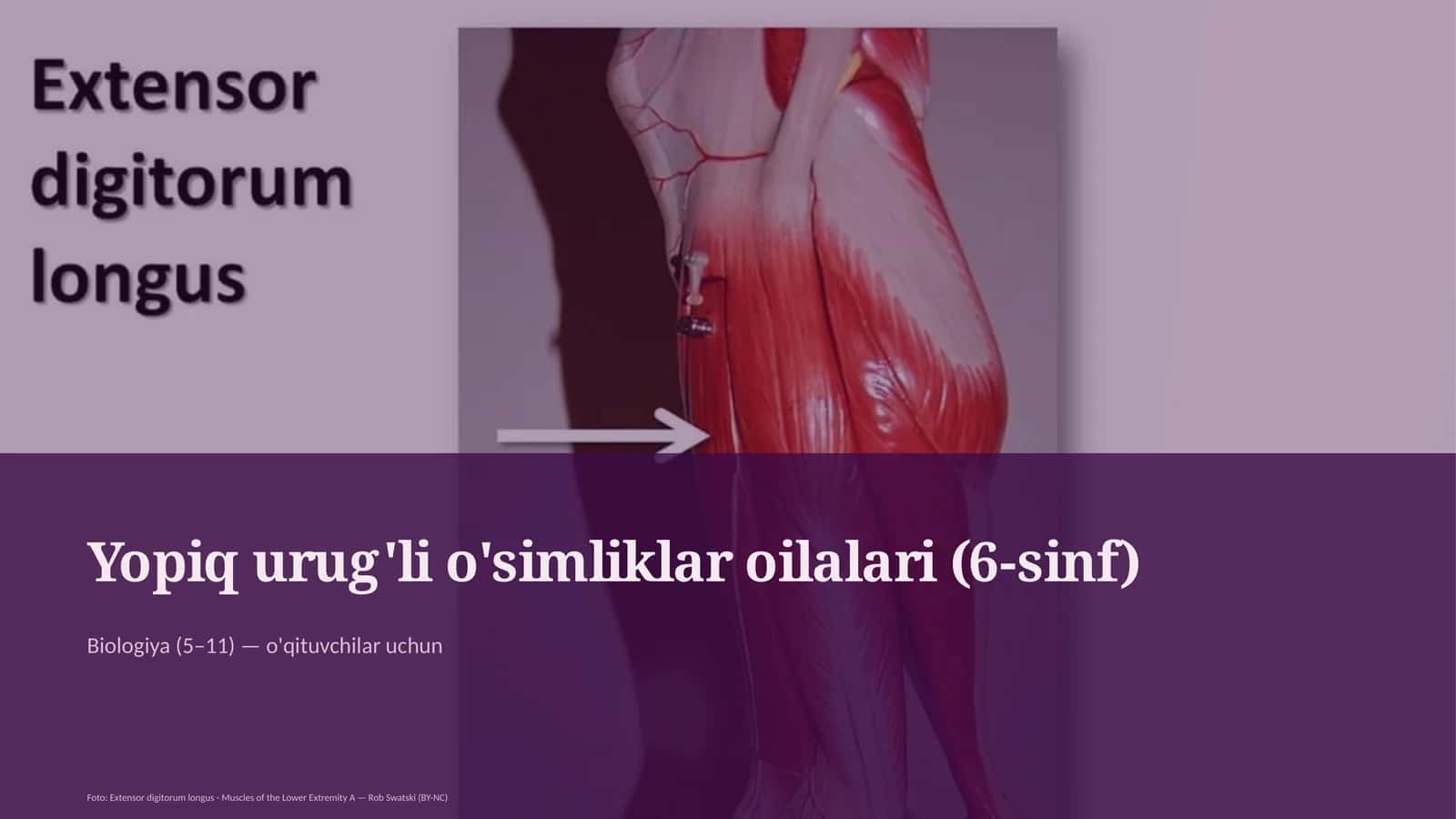 Yopiq urug'li o'simliklar oilalari (6-sinf)