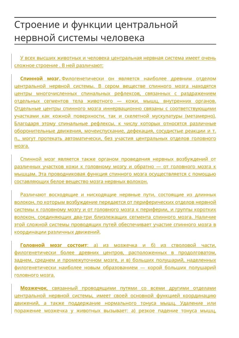 Строение и функции центральной нервной системы человека