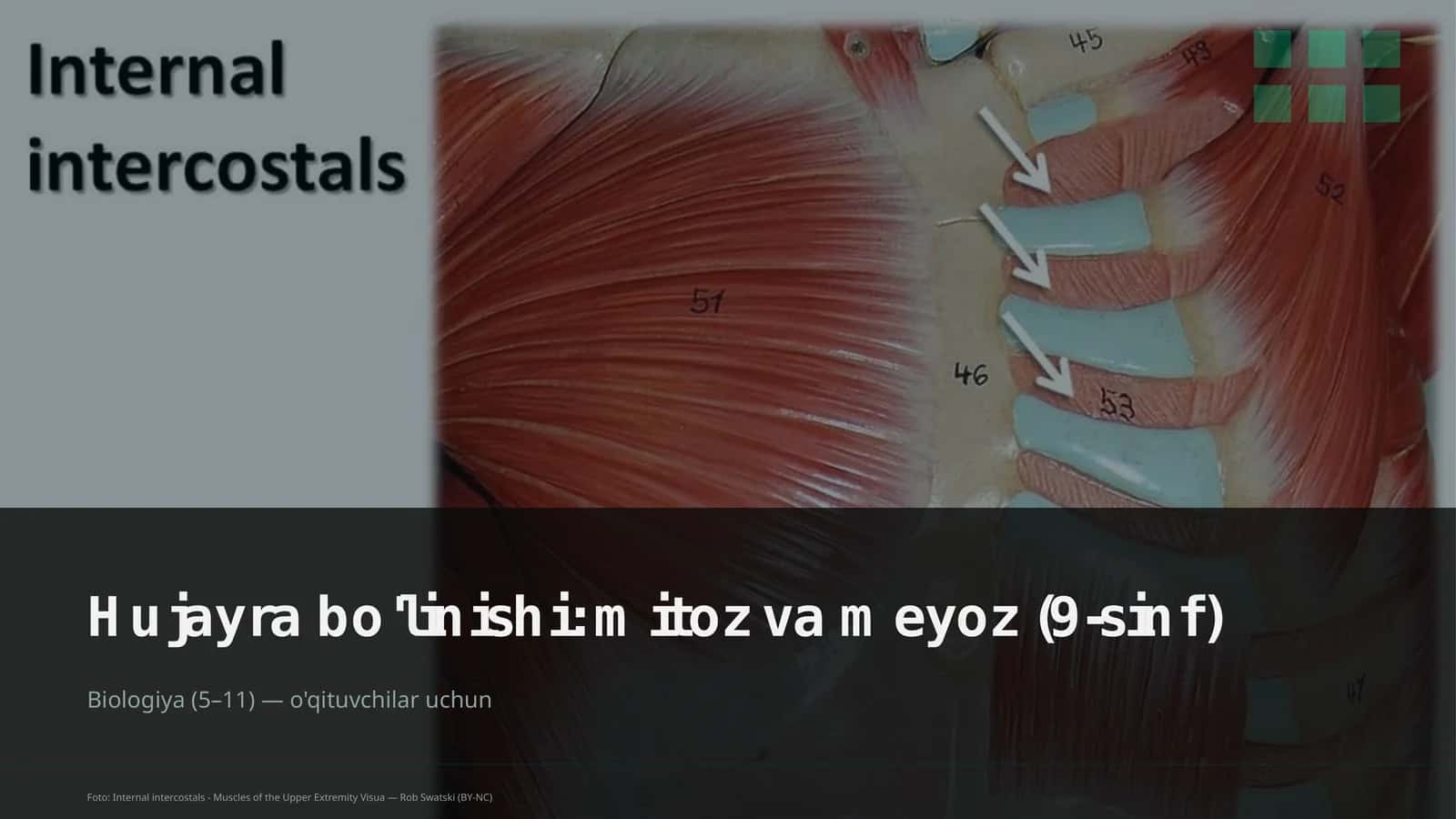 Hujayra bo'linishi: mitoz va meyoz (9-sinf)