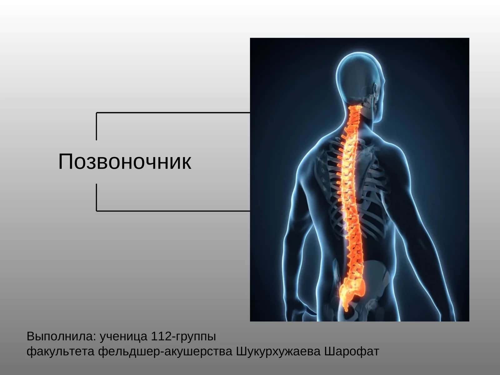 Позвоночник