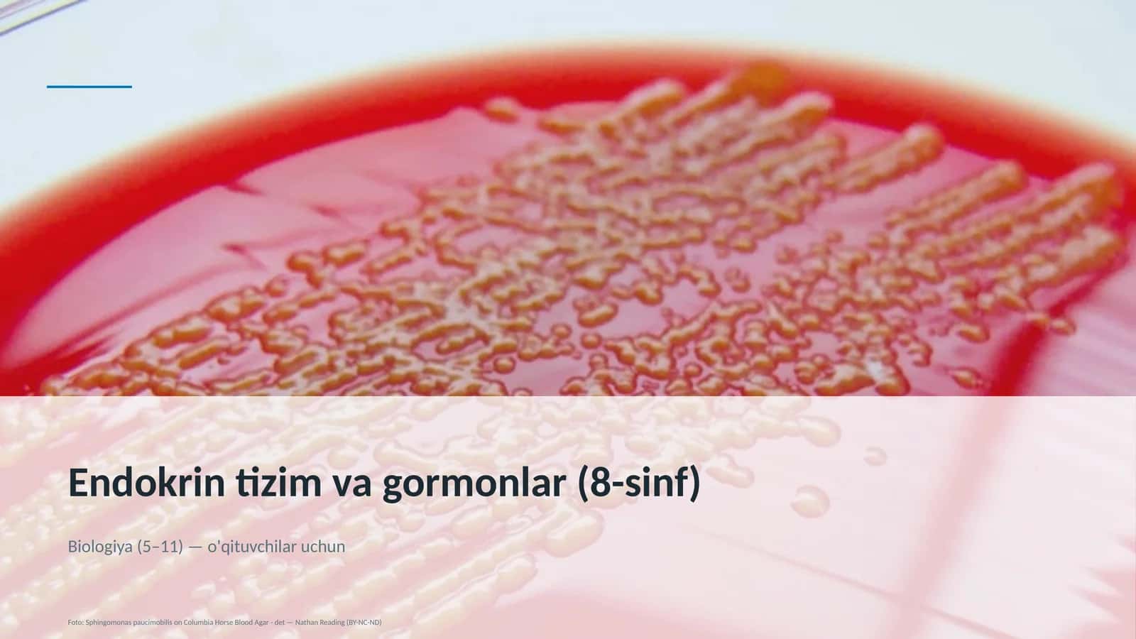Endokrin tizim va gormonlar (8-sinf)