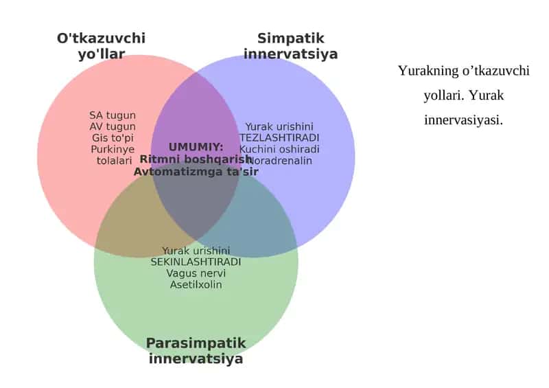 Yurakning o’tkazuvchi yollari. Yurak innervasiyasi.