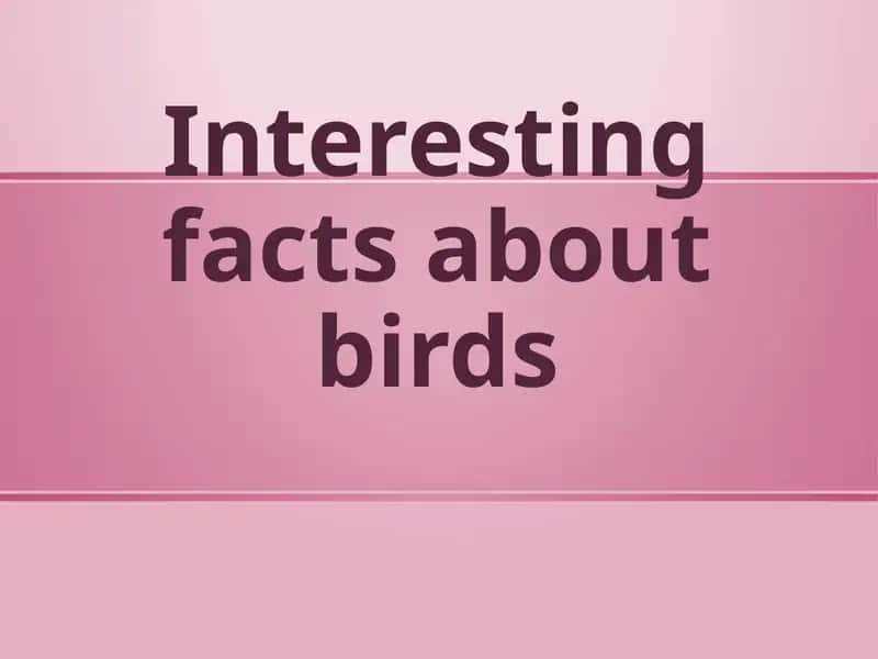 Interesting facts about birds