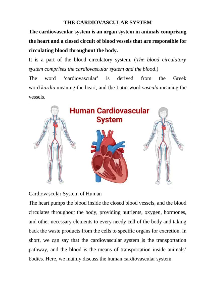 THE CARDIOVASCULAR SYSTEM