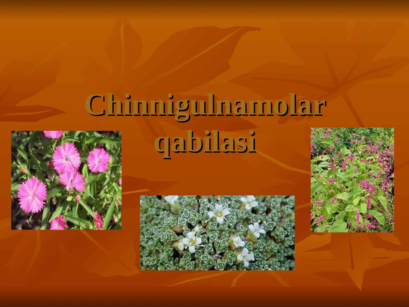 Chinnigulkabilar qabilasi