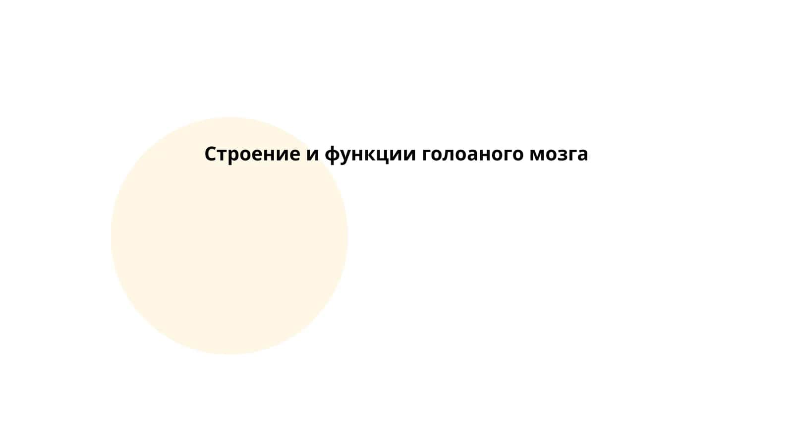 Строение и функции головного мозга