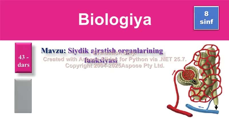 Siydik Ajratish Organlarining Funksiyasi