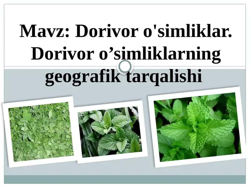 Dorivor o'simliklar. Dorivor o’simliklarning geografik tarqalishi