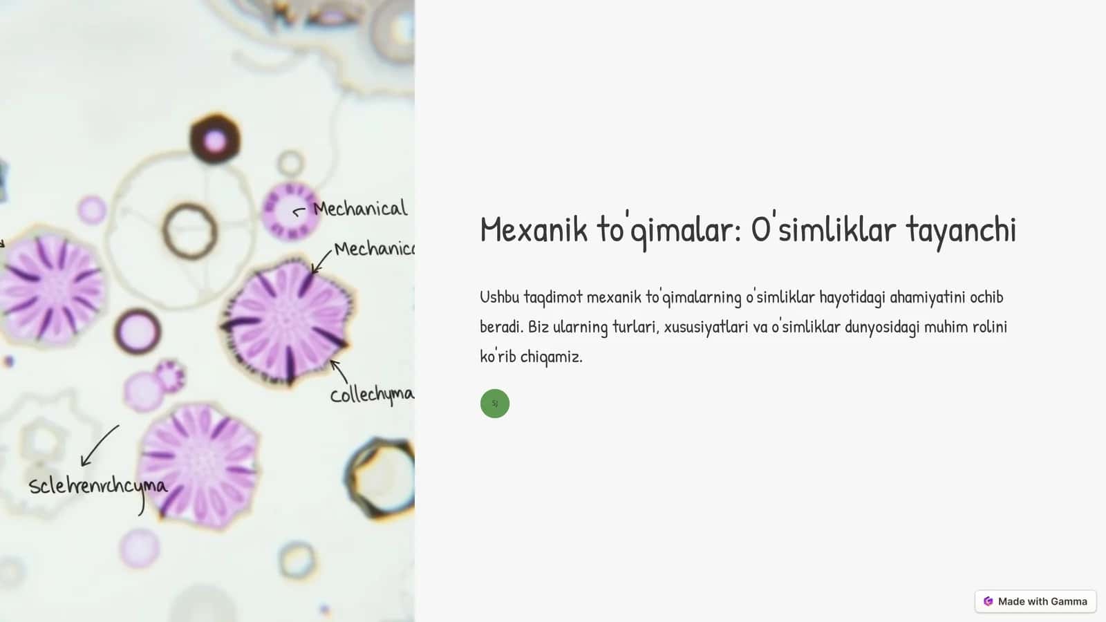 Mexanik to'qimalar: O'simliklar tayanchi