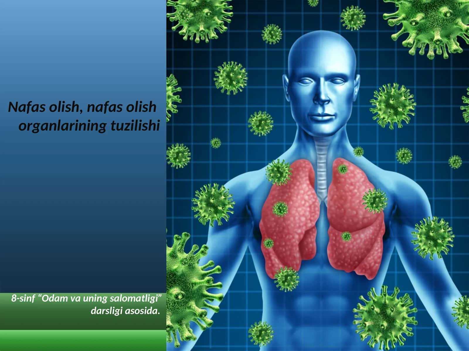 Nafas olish organlarining tuzilishi