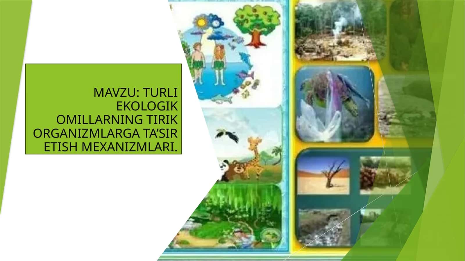 Turli ekologik omillarning tirik organizmlarga ta’sir etish mexanizmlari.
