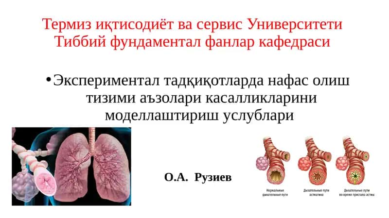 Бронхиал астма ва ўпканинг сурункали обструктив касалликларини моделлаштириш