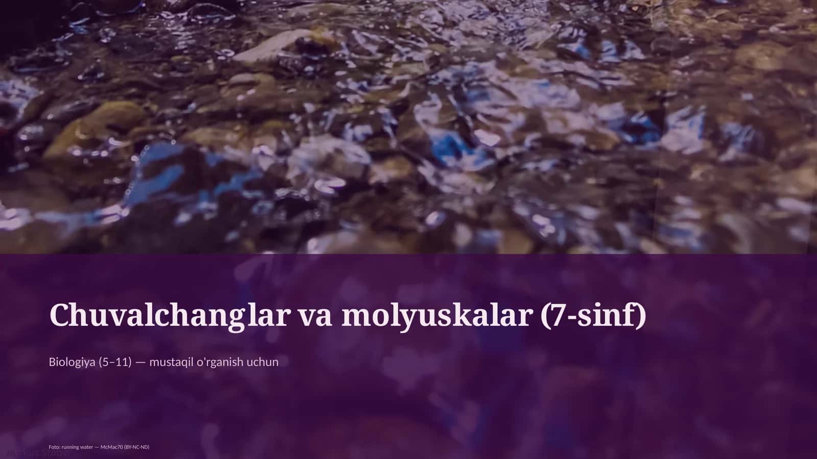 Chuvalchanglar va molyuskalar (7-sinf)