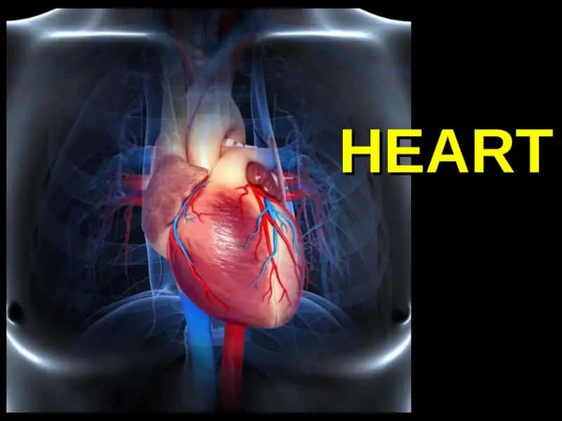 heart
