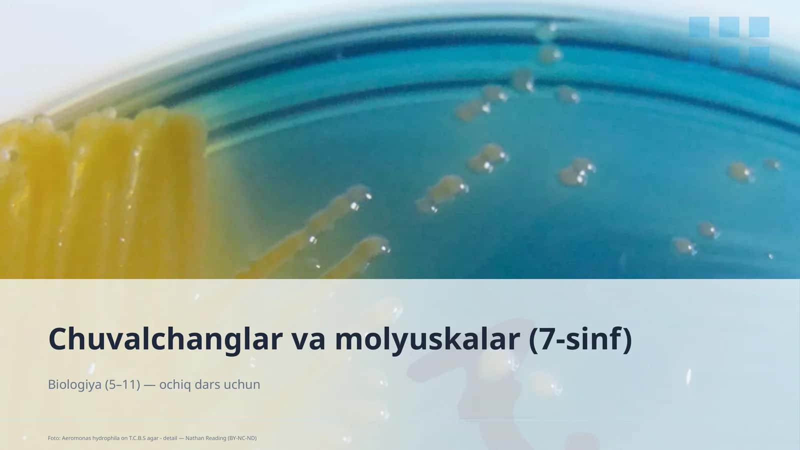 Chuvalchanglar va molyuskalar (7-sinf)
