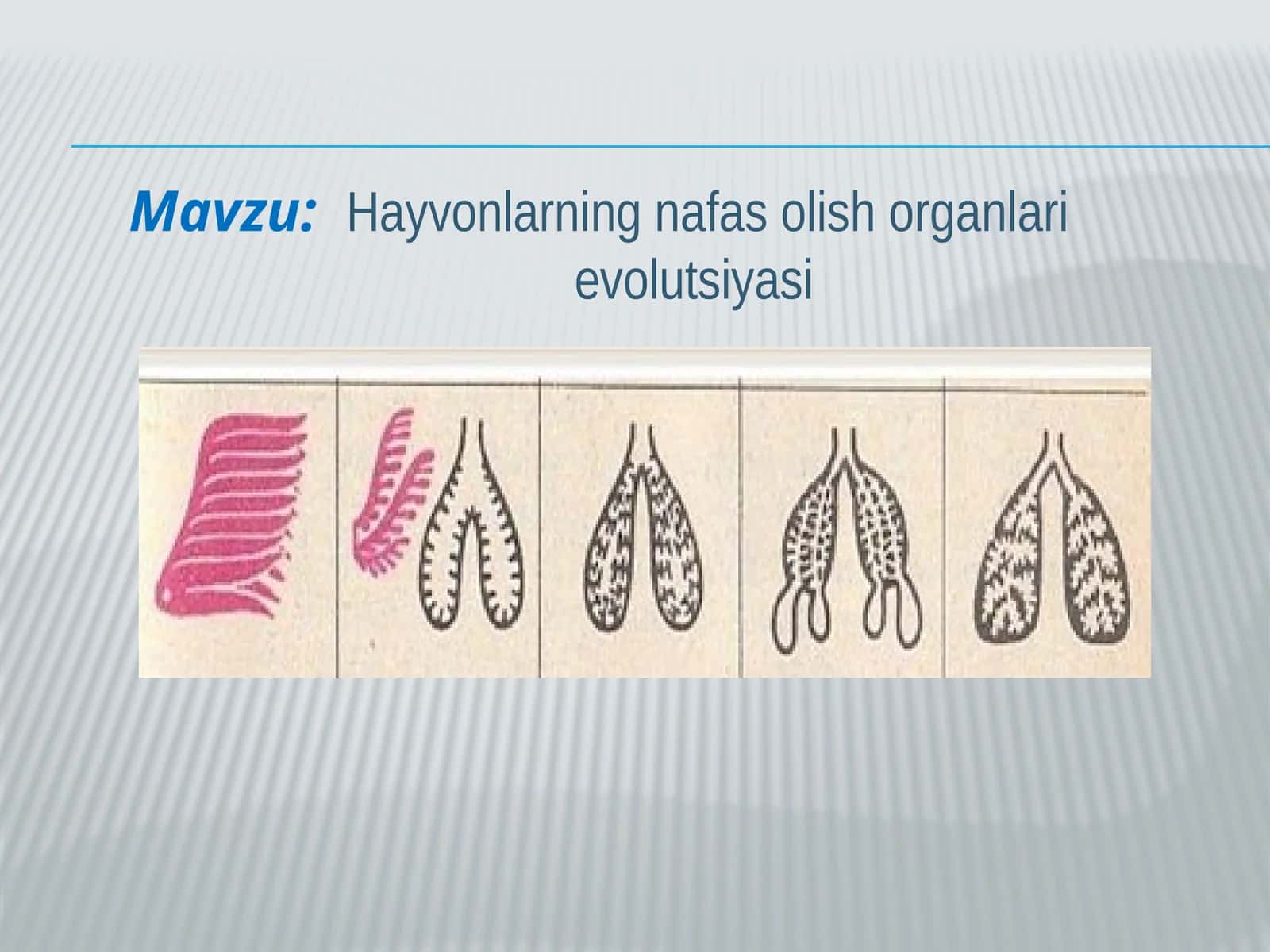 Hayvonlarning nafas olish organlari evolutsiyasi