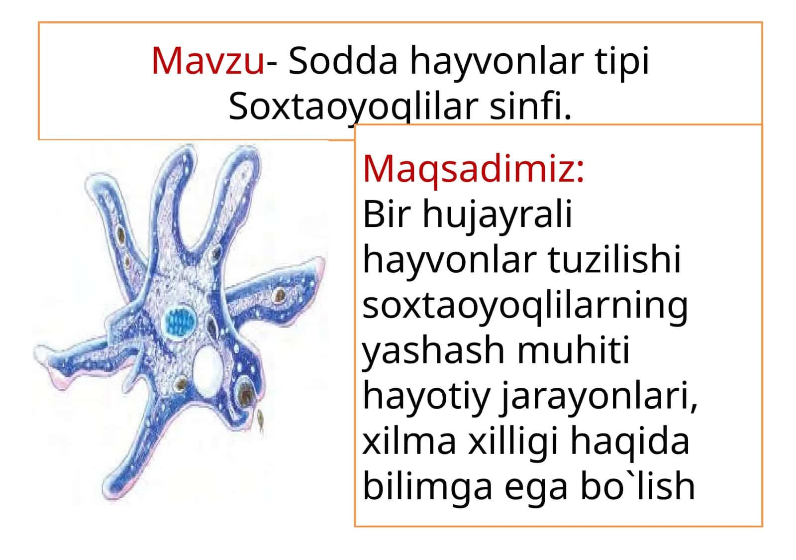 Soxta oyoqlilar sinfi