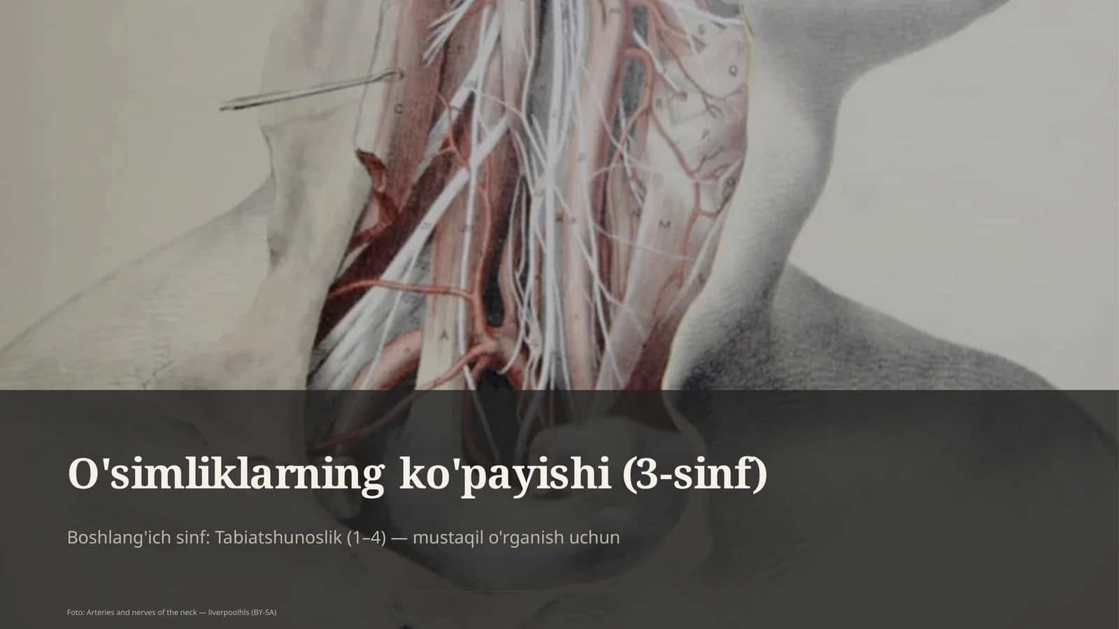 O'simliklarning ko'payishi (3-sinf)