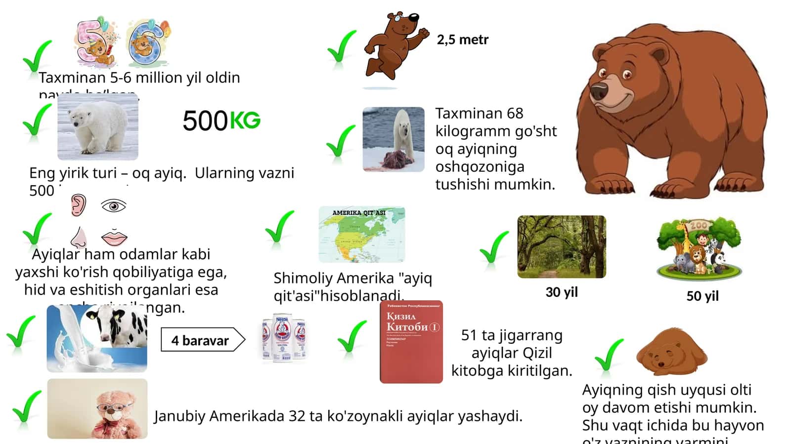 Ayiq (Bear)