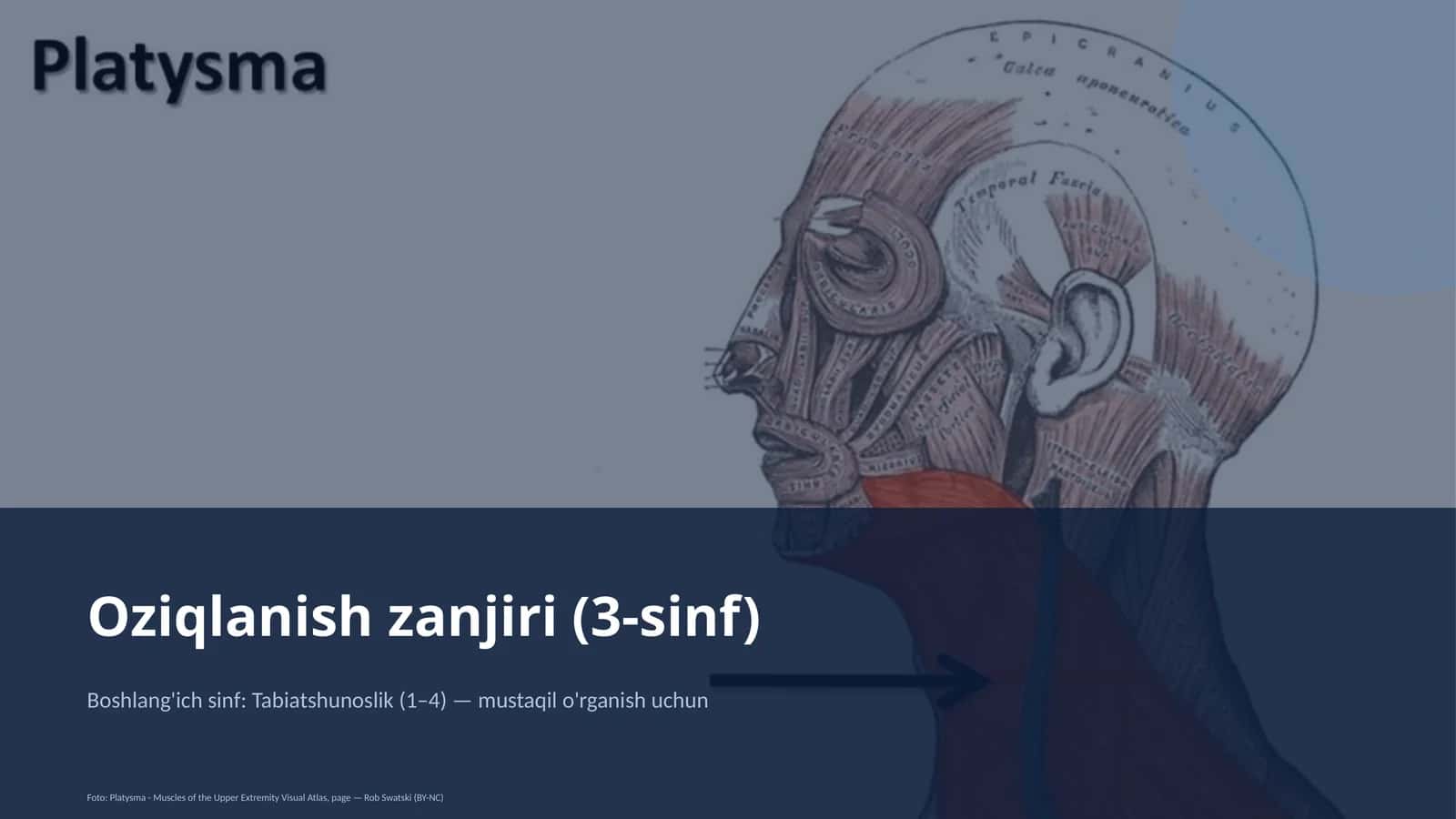 Oziqlanish zanjiri (3-sinf)