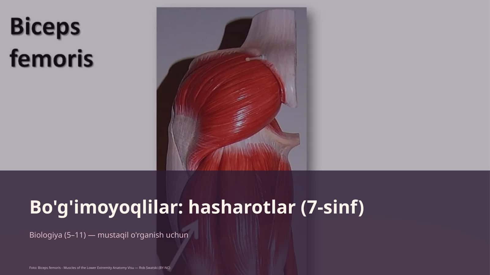 Bo'g'imoyoqlilar: hasharotlar (7-sinf)