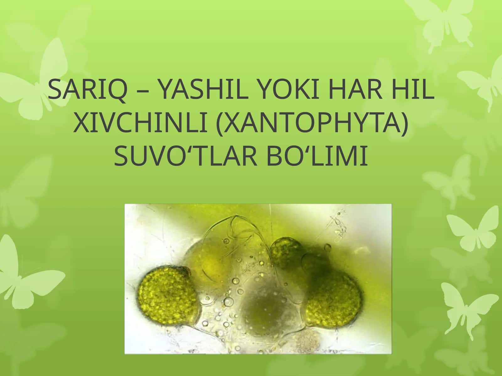 Harhilxivchinli (Xanthophyta) suvo‘tlar bo‘limi
