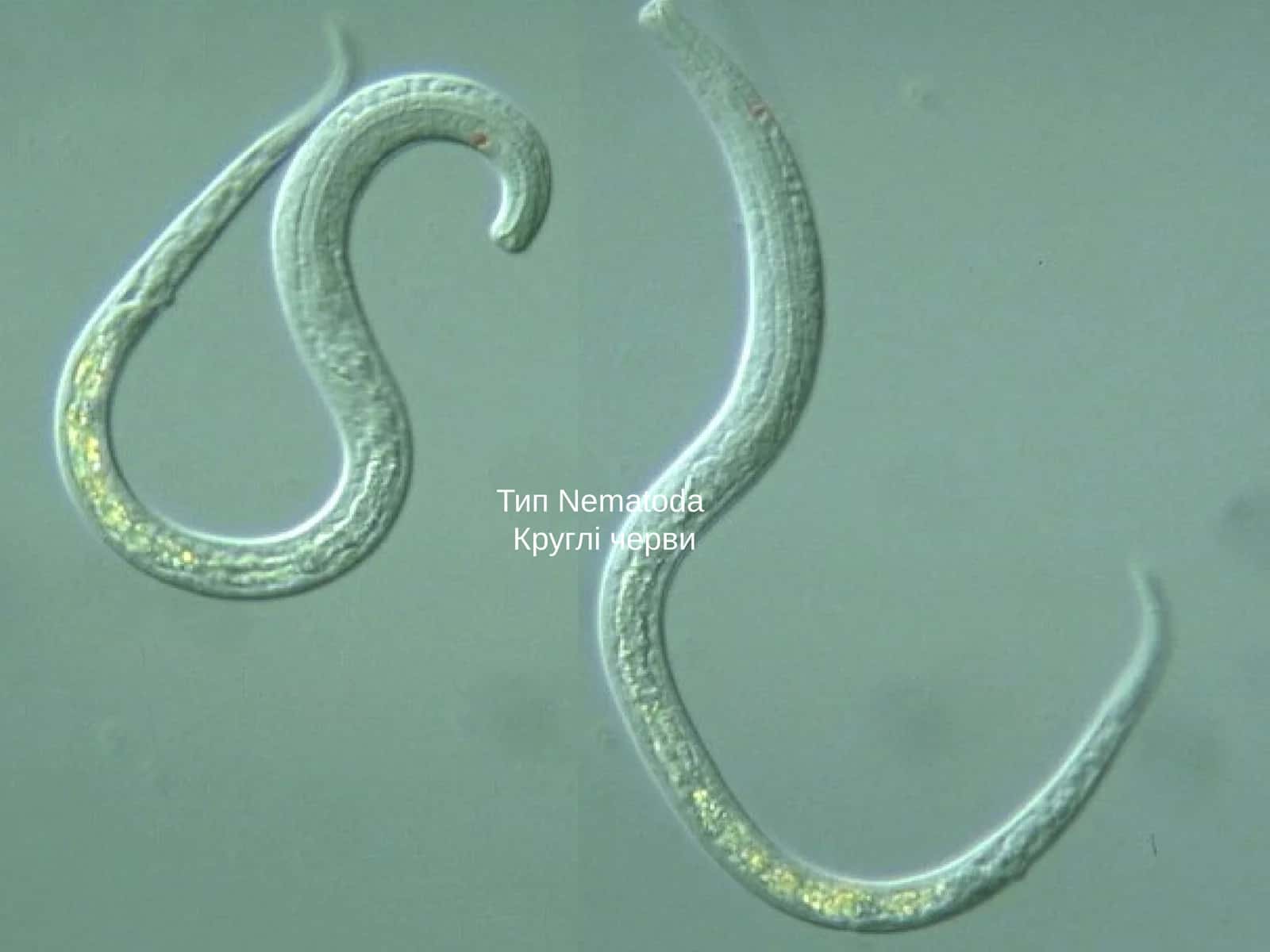 Тип NematodaКруглі черви