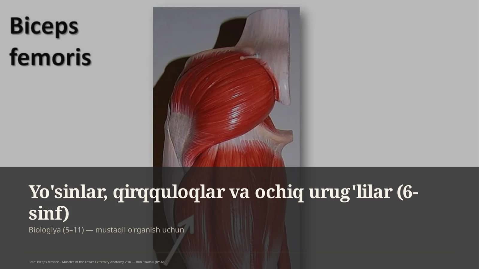 Yo'sinlar, qirqquloqlar va ochiq urug'lilar (6-sinf)