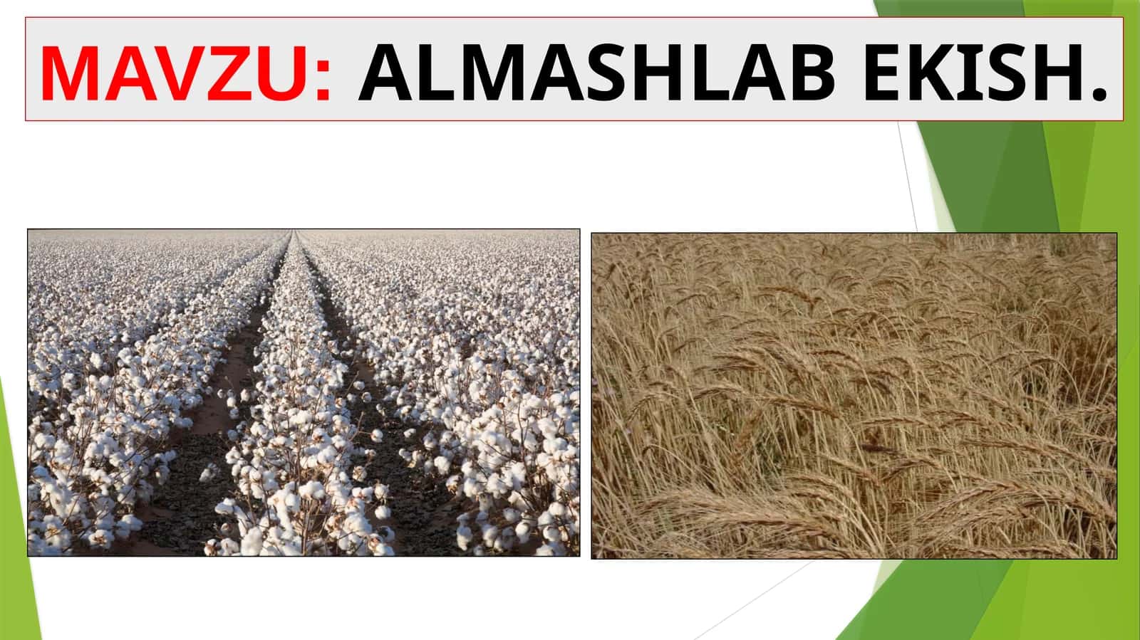 ALMASHLAB EKISH