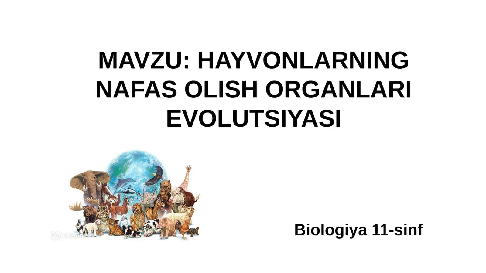 HAYVONLARNING NAFAS OLISH ORGANLARI EVOLUTSIYASI