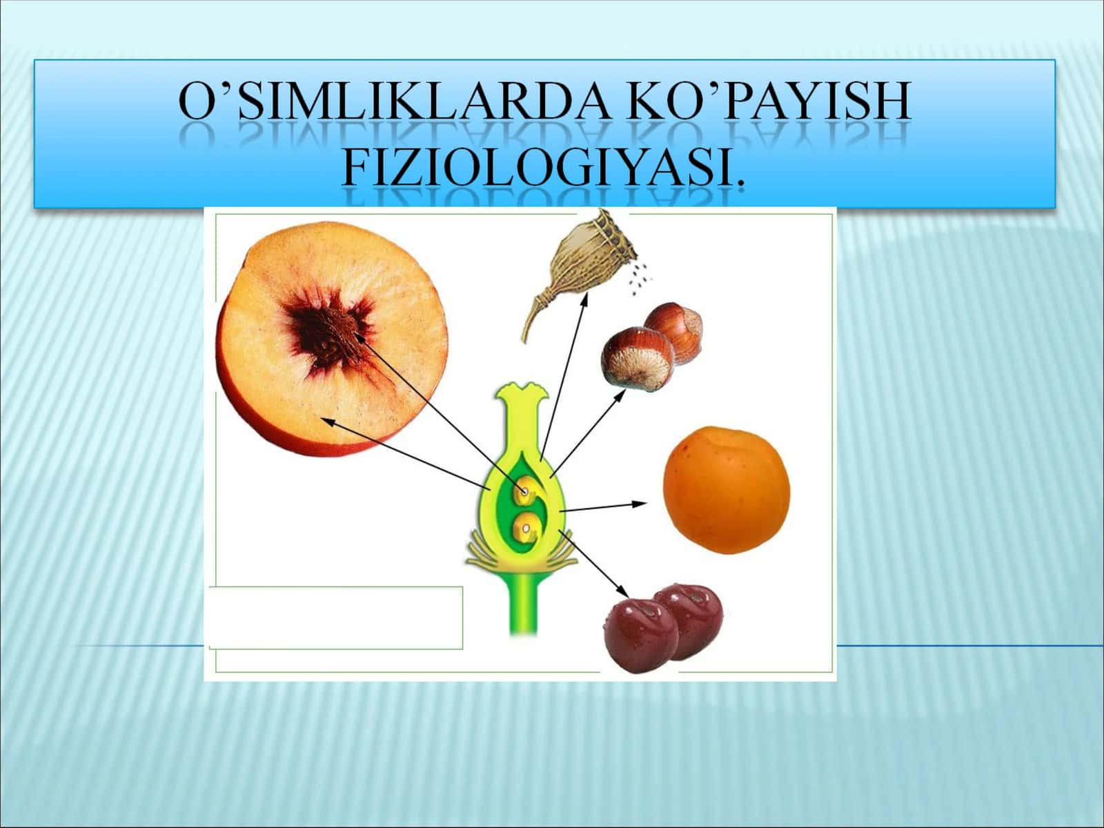 O'simliklarning vegetativ ko'payishi